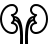 Kidneys in outline style